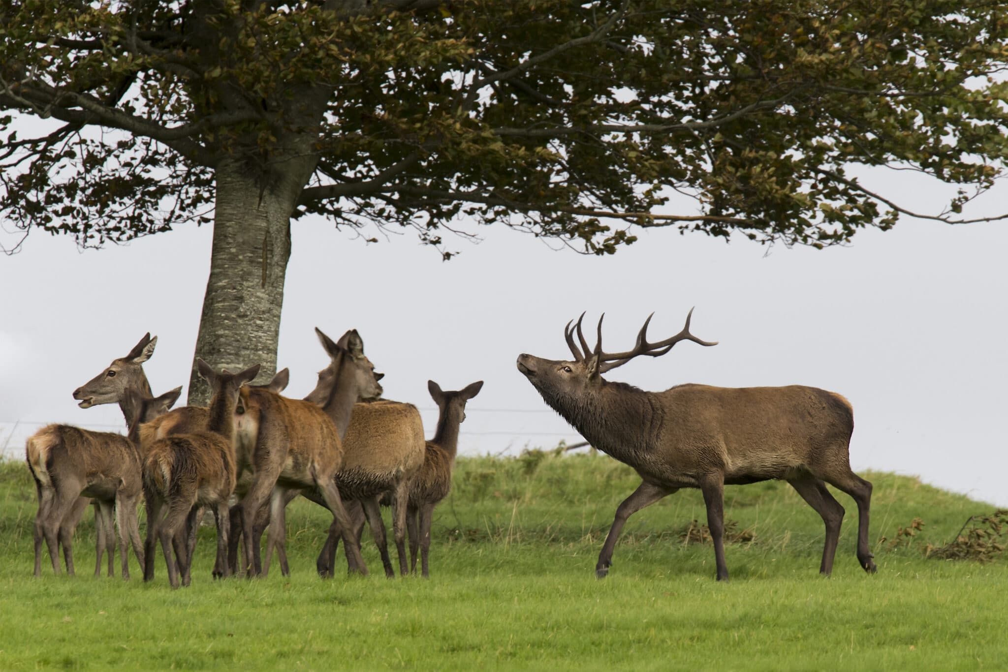 Få et overblik over hvilke fantastiske dyr du kan jagte i Irland